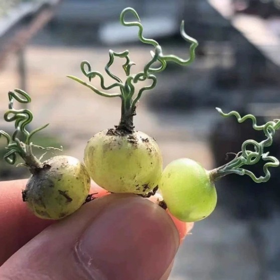 Mini Sea Onion Teddy Sea Onion ของแท้ Ornithogalum sardienii All Fluffy