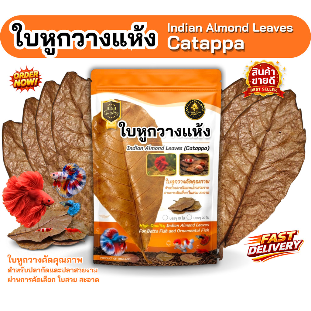 ใบหูกวางแห้ง คัดเกรดพรีเมียม ใบใหญ่ เรียบ สะอาด สำหรับปลากัดและปลาสวยงาม (บรรจุ 10 ใบ / 20 ใบ)