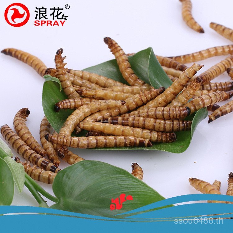 สเปรย์ปลา Feed Worm ข้าวบาร์เลย์แห้งสูญญากาศ Feed ข้าวบาร์เลย์ปลา Feed Bulk Feed Worm โรงงานขายตรง L