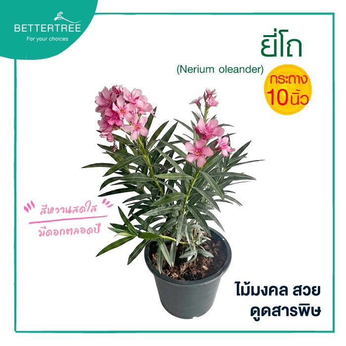 ยี่โถ กระถาง 10 นิ้ว ไม้แดด ไม้มงคล (Nerium oleander)