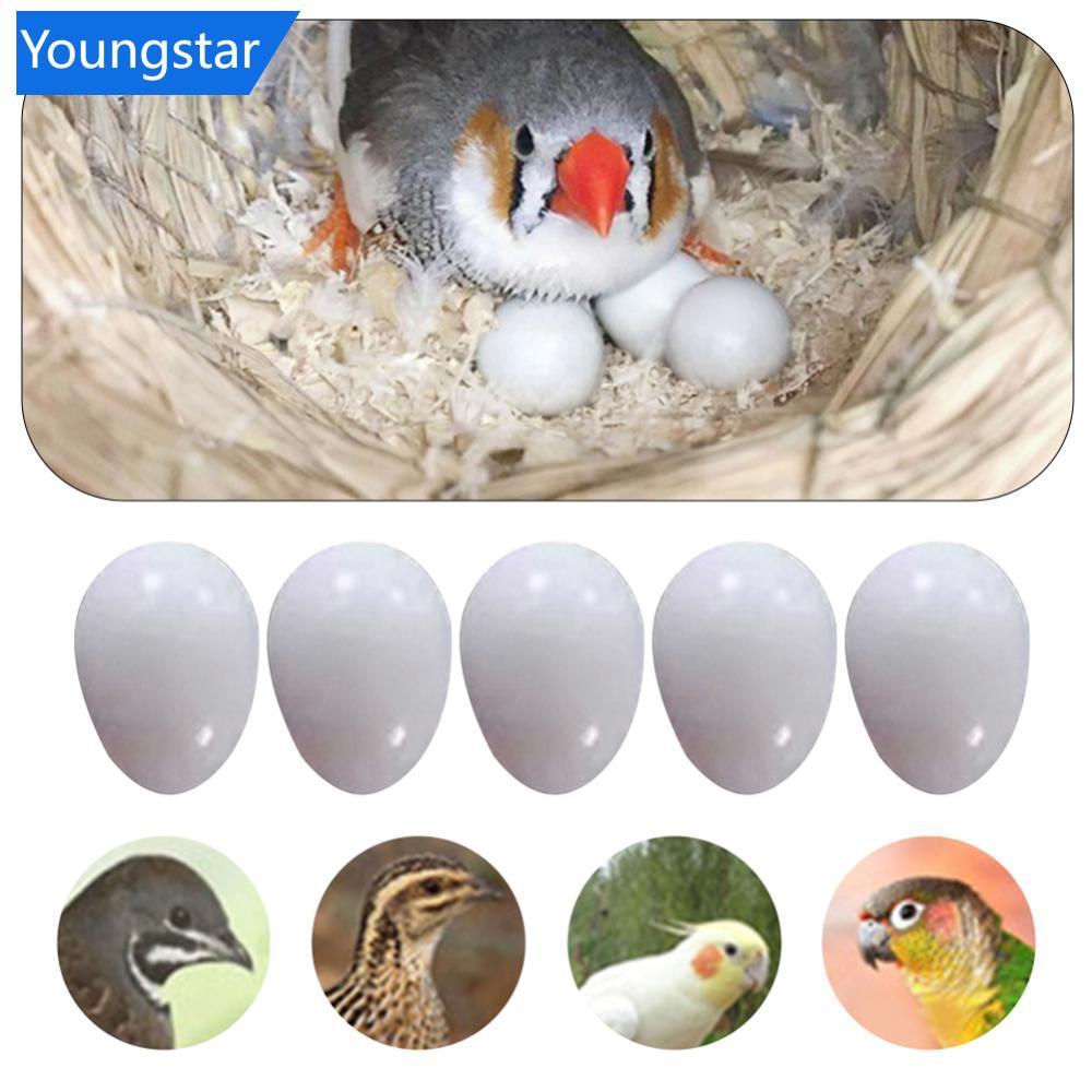 FYY 5 ชิ้นปลอมไข่นกสมจริง Dummy ไข่สําหรับ Parrot Budgie Cockatiel Lovebird Finch Breeding ลดวางป้องกัน Nest Abandonment Bird L3O6
