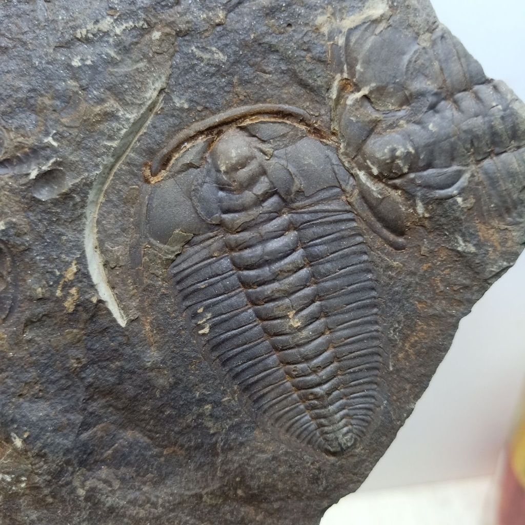 Trilobite Fossil ยอดนิยมวิทยาศาสตร์การสอนคอลเลกชันของขวัญ Trilobite ตัวอย่างฟอสซิลหินหยาบ