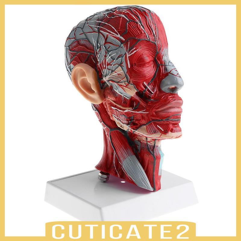 [Cuticate2] Anatomy 1:1 Human Half Head W/Neck Vessel Veins Model Science Classroom Toys