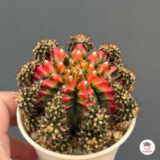 ยิมโนด่าง มัลติคัลเลอร์ ชำหน่อ Gymnocalycium Multicolor แคคตัส กระบองเพชร cactus&succulent