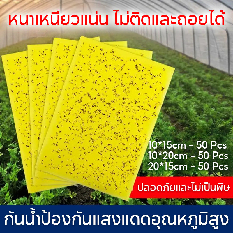 แผ่นกาวดักแมลง (มีกาวในตัว) มีให้เลือกหลายขนาด แพ็คละ 50 แผ่น กับดักแมลงกินผัก ดักแมลงศัตรูพืช กาวดักแมลงวันทอง