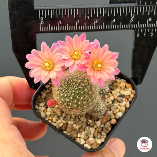 รีบูเทีย คาร์นิวาล Rebutia Carnival แคคตัส กระบองเพชร cactus&succulent
