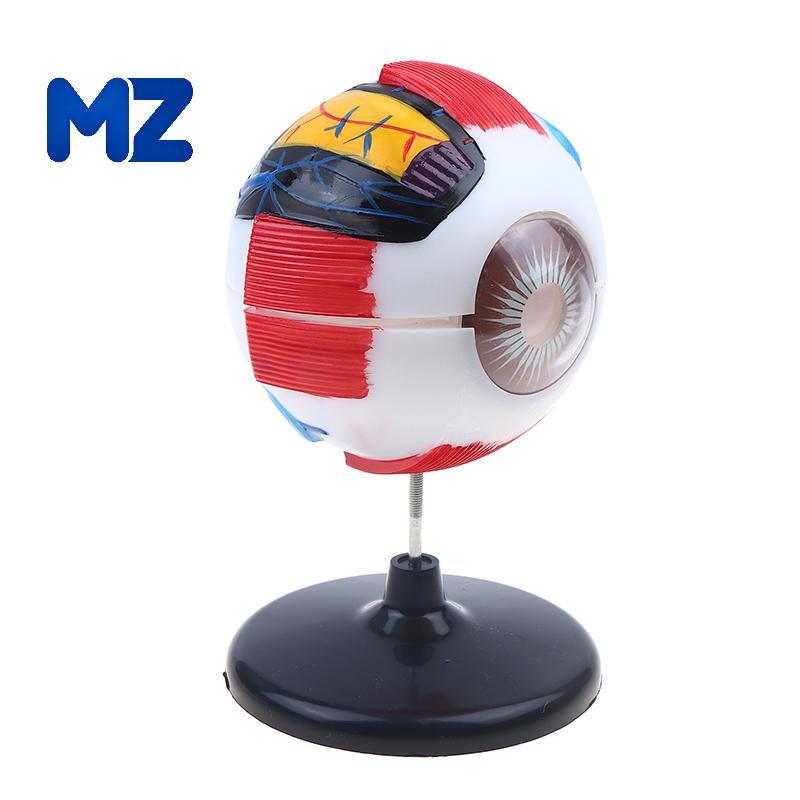 [MZ] Eyeball Anatomy รุ่นสําหรับการเรียนโรคตา, 6X Human Eye Anatomy รุ่น Eye Anatomy อวัยวะมนุษย์การ