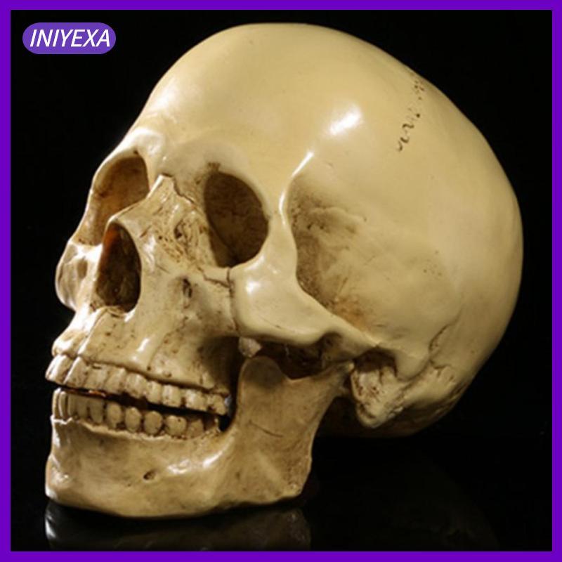 [Iniyexa] Design Resin Human Skull 1:1 โมเดลโครงกระดูกจําลองสมจริง