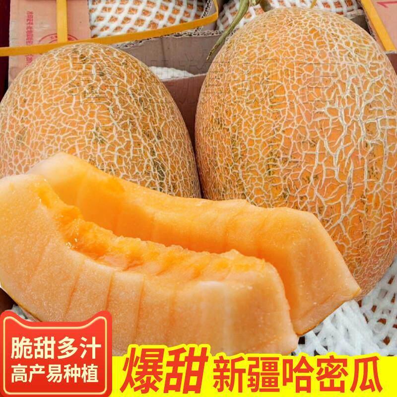 现货热卖新疆哈密瓜种子香瓜甜瓜种孑超甜网纹高糖四季春季特大早熟水果籽Xinjiang Hami melon seeds melon melon seeds are super sweet2026042