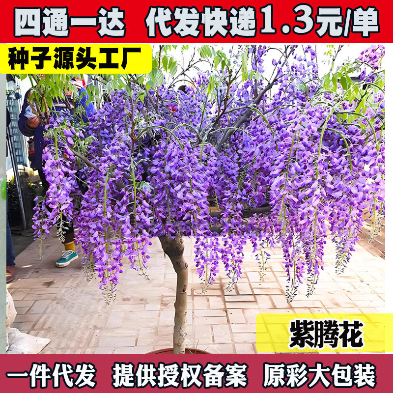 Wisteria Seed Double-กลีบWisteria Flower Seed Climbing Vine Plant Flower Seed Low Wisteria Seed26690