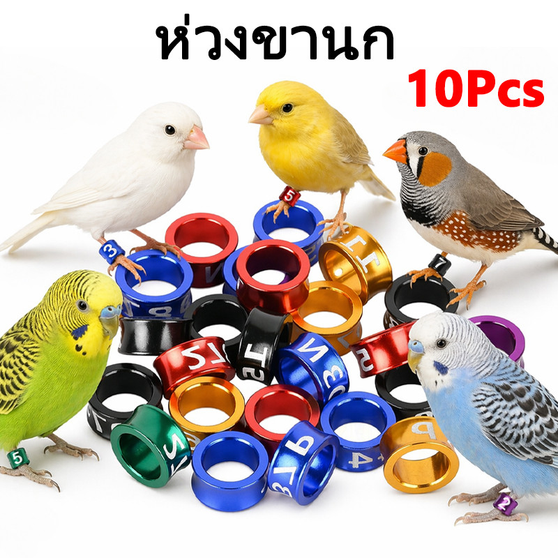 ห่วงขานกแก้ว ห่วงขานก 10 ชิ้น ห่วงนก ห่วงขานกหงษ์หยก ฟอพัส เลิฟเบิร์ด ค๊อกคาเทล สีสันสวยงาม ตกแต่งนก