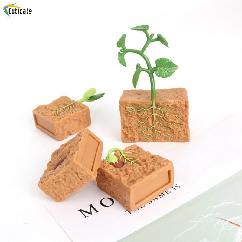 [Szlinyou1] Life Cycle of Green Bean Plant เหมือนจริง Life Cycle Plant Figures for Children