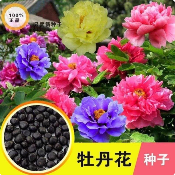 现货热卖牡丹种子芍种子 四季重瓣牡丹花种子盆栽花卉室内易种活Peony seed peony seed four seasons double peony flower20260422