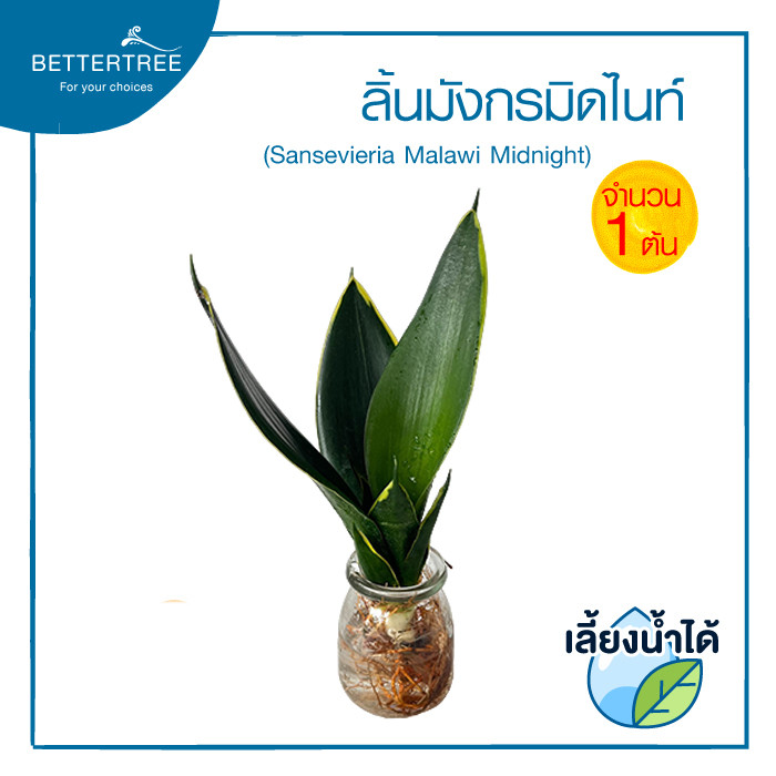 ลิ้นมังกรมิดไนท์ (จำนวน 1 ต้น) เลี้ยงน้ำได้ (Sansevieria Malawi Midnight) ไม้มงคล ไม้ฟอกอากาศ