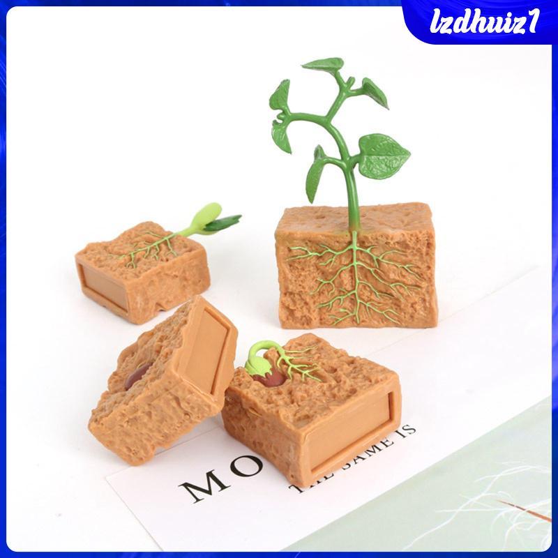 [Lzdhuiz1] Life Cycle of Green Bean Plant เหมือนจริง Life Cycle Plant ตัวเลขพืชสําหรับเด็ก