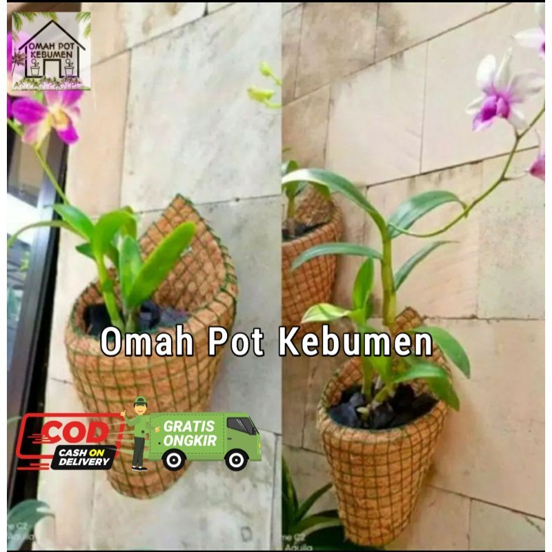 COCONUT FIBER POT ORCHID FLOWER WALL MOUNT (โมง)