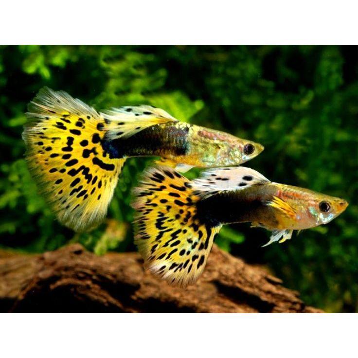 สติ๊กเกอร์ GPS Leopard Guppy 1 คู่