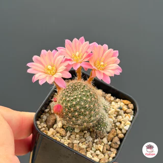 รีบูเทีย คาร์นิวาล Rebutia Carnival แคคตัส กระบองเพชร cactus&succulent