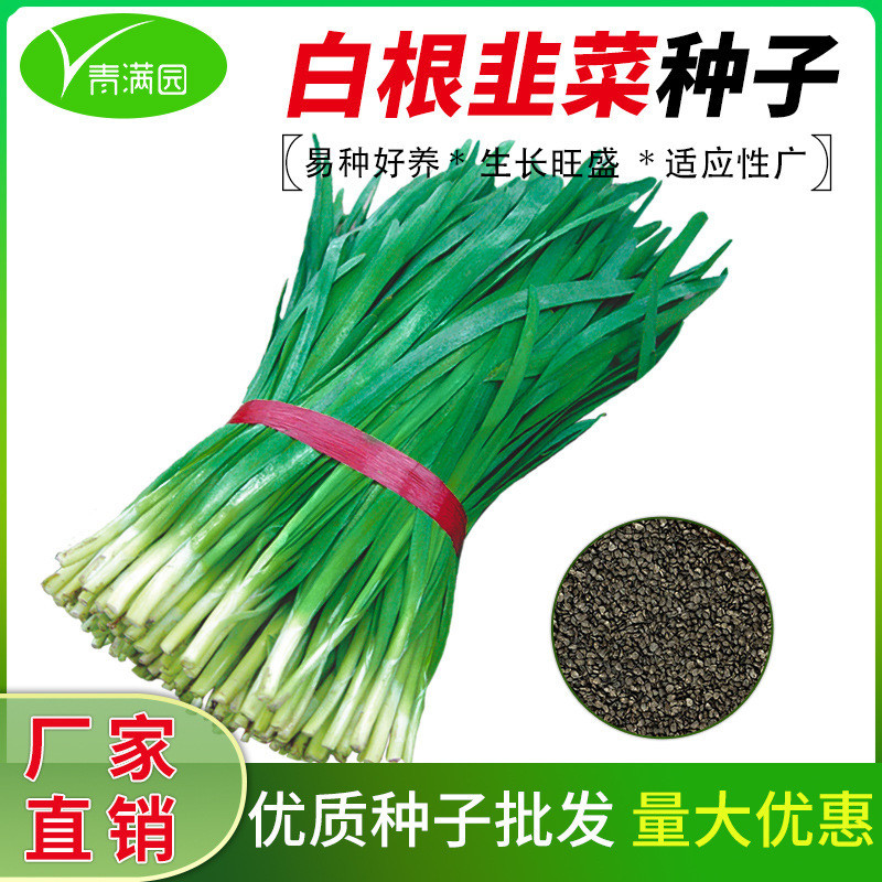 现货791宽叶雪韭王割茬白根韭菜种子春季播种农家田园阳台蔬菜种子791 Wide-Leaf Snow Leek King Cut-Back White-Rooted Leek Seed20260509
