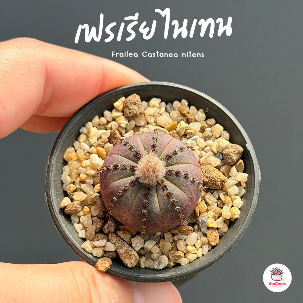เฟรเรียคัสตาเนียไนเทน Frailea Castanea nitens แคคตัส กระบองเพชร cactus&succulent