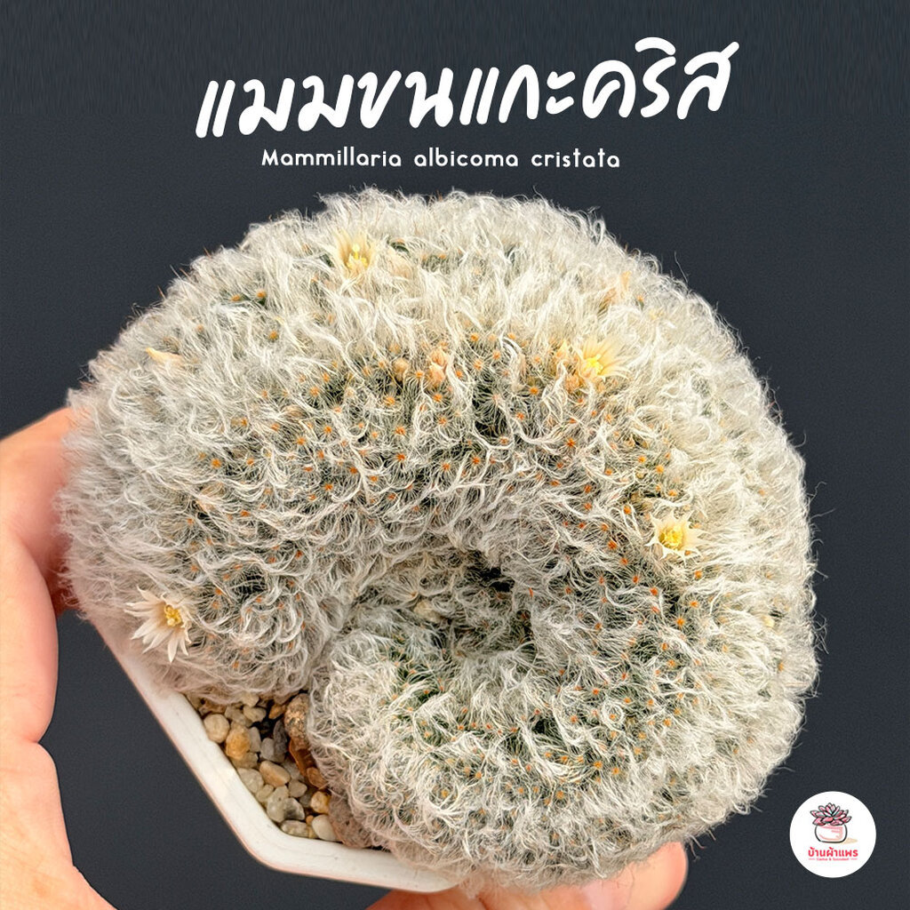แมมขนแกะคริส Mammillaria albicoma cristata ไม้อวบน้ำ กุหลาบหิน cactus&succulentหลากหลายสายพันธุ์