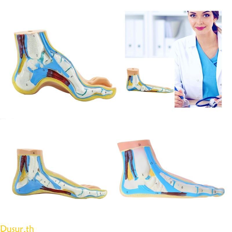 Dusur Human Foot Anatomy Model Foot Anatomy Model สําหรับการสอนทางการแพทย์