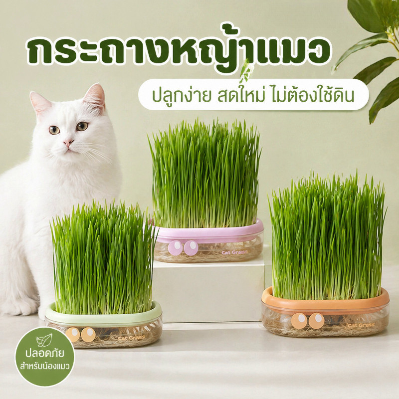 COD ชุดปลูกหญ้าแมว ชุดปลูกข้าวสาลีแมว หญ้าแมว ออร์แกนิค เมล็ดพืช 5 แพ็ค ไฮโดรโปนิกส์