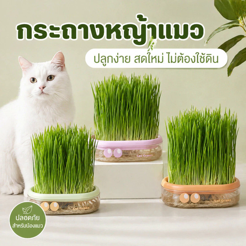 COD ชุดปลูกหญ้าแมว ชุดปลูกข้าวสาลีแมว หญ้าแมว ออร์แกนิค เมล็ดพืช 5 แพ็ค ไฮโดรโปนิกส์