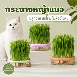 COD ชุดปลูกหญ้าแมว ชุดปลูกข้าวสาลีแมว หญ้าแมว ออร์แกนิค เมล็ดพืช 5 แพ็ค ไฮโดรโปนิกส์