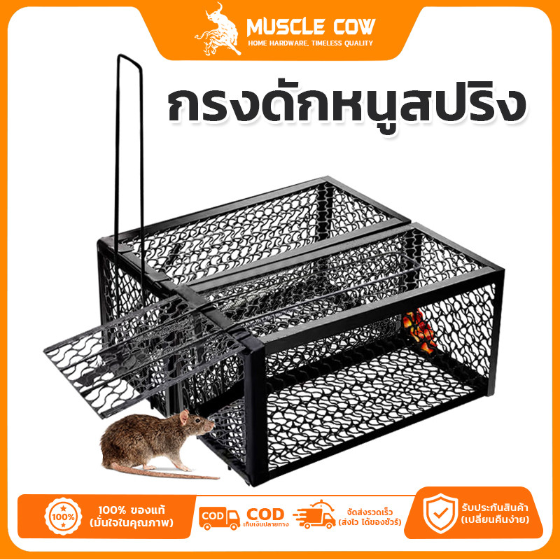 MUSCLE COW ขายร้อนใหม่ กรงดักหนูสปริงคุณภาพสูง กรอบหนา กรงดักหนูพร้อมกรอบ กรงดักหนูสปริงคู่ กรงดักหนูฟาร์ม