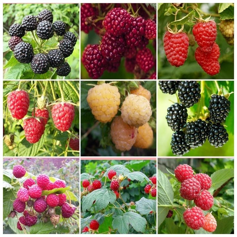 เมล็ดพันธุ์ ราสเบอร์รี่ บรรจุ 1000เมล็ด Raspberry Seed Fruit Seeds บอนสี เมล็ดผลไม้ เมล็ดพันธุ์ผัก พันธุ์ไม้ผล บอนไซ