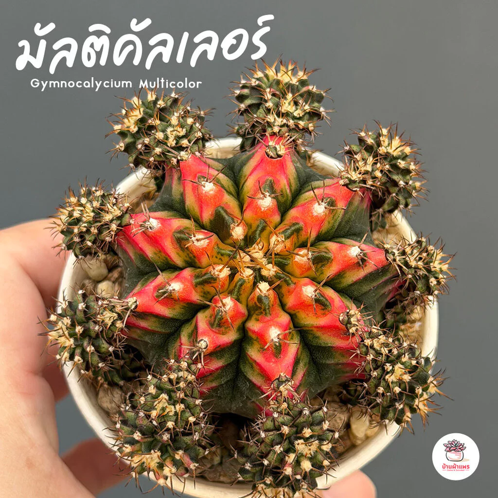 ยิมโนด่าง มัลติคัลเลอร์ ชำหน่อ Gymnocalycium Multicolor แคคตัส กระบองเพชร cactus&succulent