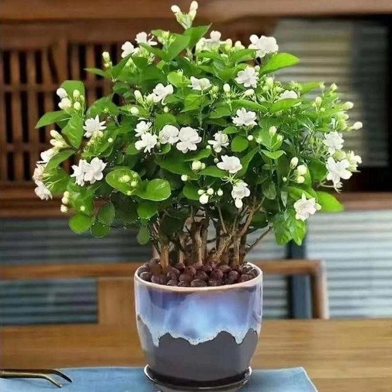 เมล็ดพันธุ์ ดอกมะลิ บรรจุ 50 เมล็ด Fragrant Jasmine Seed Flower Seeds เมล็ดดอกไม้ บอนสีราคาถูก ดอกไม้หอม เมล็ดบอนสี