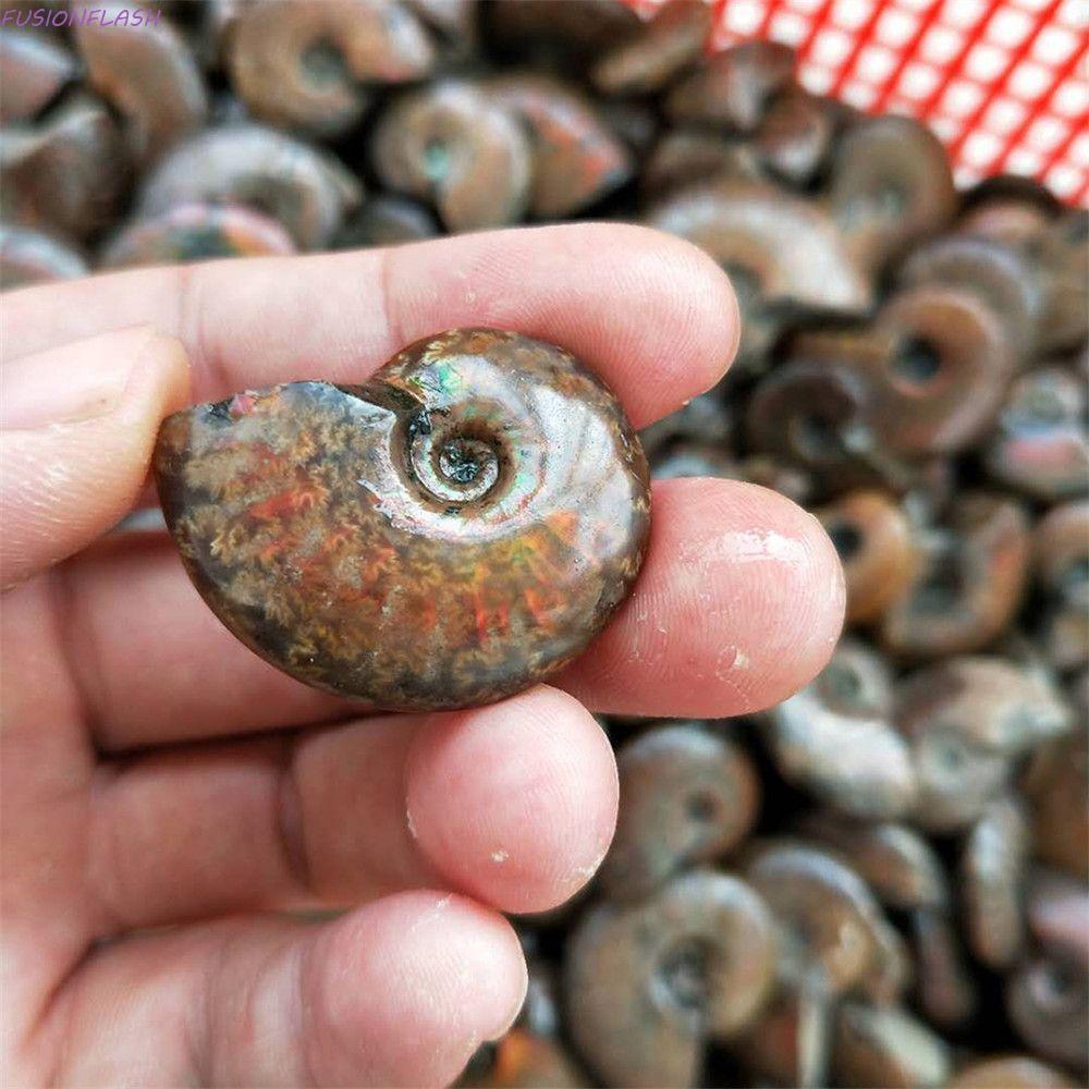 FUSIONFLASH Ammonite ของสะสมของขวัญตัวอย่างมาสคอต