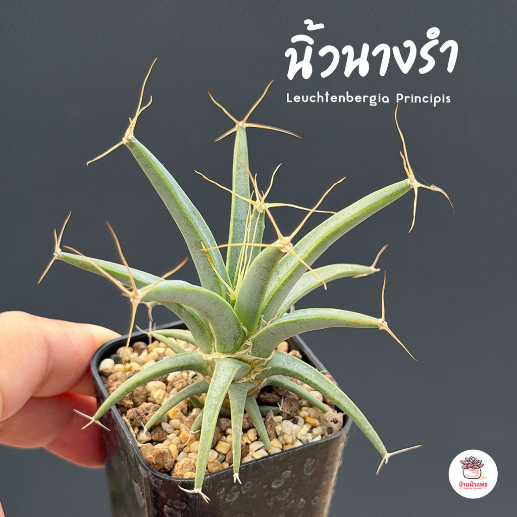 นิ้วนางรำ Leuchtenbergia Principis แคคตัส กระบองเพชร cactus&succulent