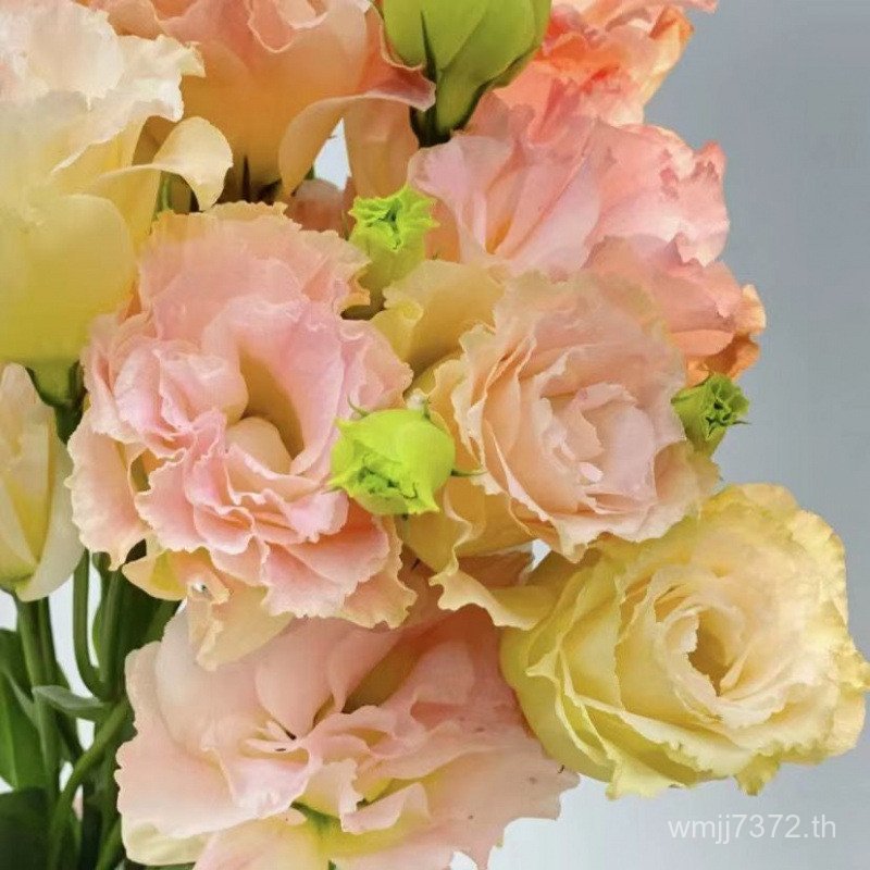 การจัดดอกไม้ Jifa Straight Ocean Kunming Straight Bellflower XXGJ