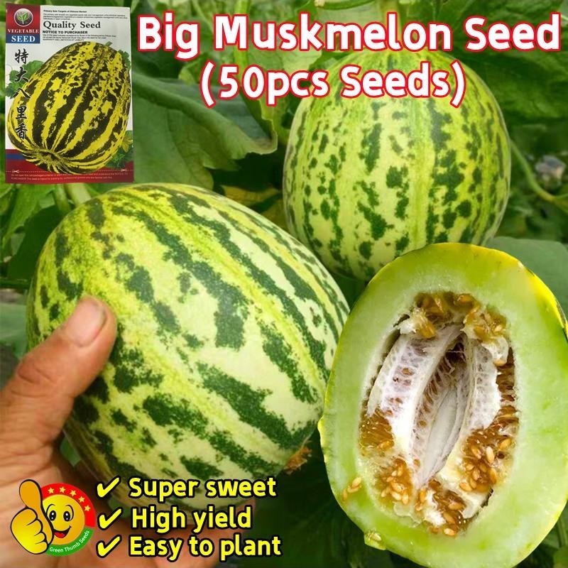 50เมล็ด เมล็ดพันธุ์ผลไม้ หวานกรอบ Sweet Juicy Big Muskmelon Seeds Fruit Seeds Thai Muskmelon Cucumbe
