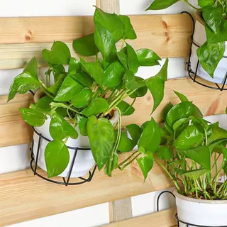 ตะกร้าแขวนกระถางต้นไม้ แบบเหล็ก ที่แขวนกระถางต้นไม้ กระถางแขวนผนัง flower stand #AP-0029