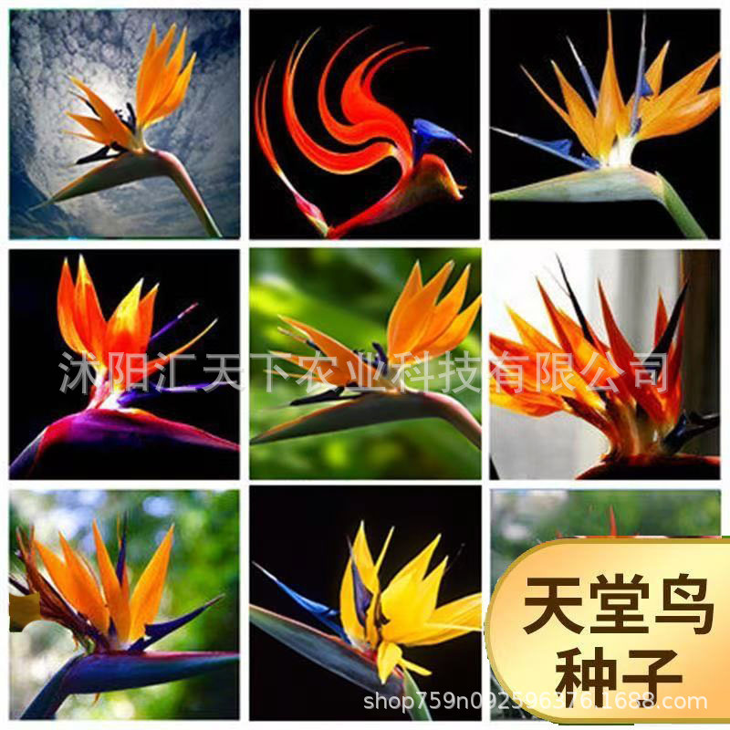 E-commerce Flower Crane Orchid Seeds Bird of Paradise Potted Bird of Paradise Seeds ในร่มกลางแจ้ง Fo