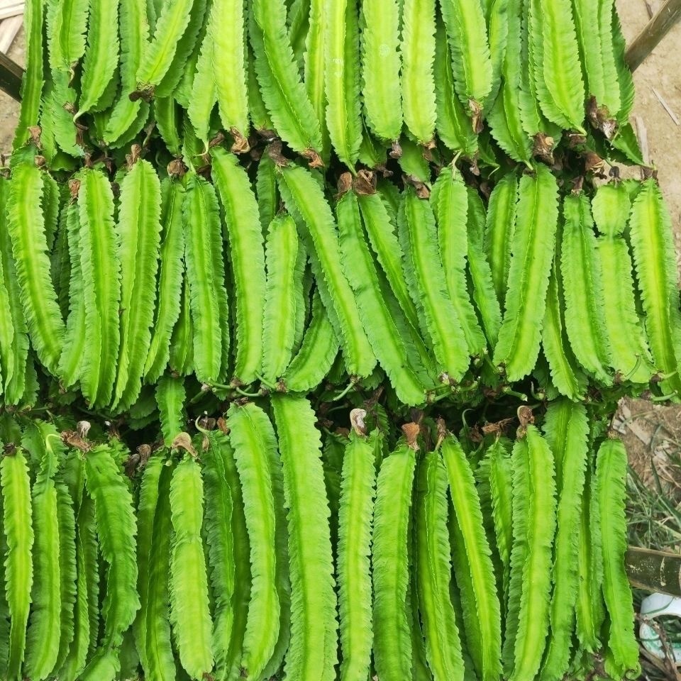 เมล็ดถั่วพู จอมทอง ตราตะวันต้นกล้า ขนาด Winged Bean (5seeds)เมล็ดพันธุ์ถั่วพู ถั่วพู เมล็ดผักสวนครัว เมล็ดพันธุ์ผัก - รูปที่ 4