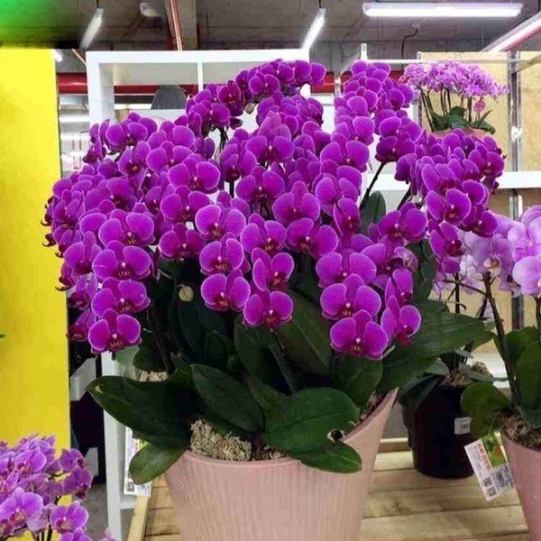 50SEEDS เมล็ดกล้วยไม้ฟาแลนนอปซิส ฟาแลนนอปซิส Phalaenopsis Orchid Seeds พันธุ์ดอกไม้ ต้นไม้มงคล