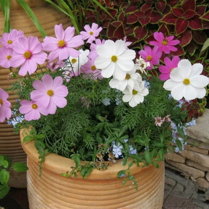 Color Cosmos Bonsai Seeds เมล็ดพันธุ์ ดาวกระจายคละสี ดอกคอสมอส (Mixed Cosmos Flower Seed) 100 เมล็ด 