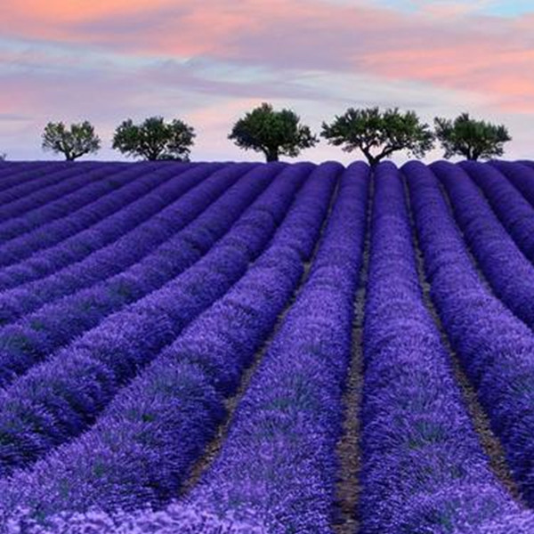 ลาเวนเดอร์ ง่ายต่อการปลูก Lavandula Seeds for Planting (บรรจุ 600 เมล็ด) พืชหายาก ภูมิสถาปัตยกรรมง่ายต่อการปลูก