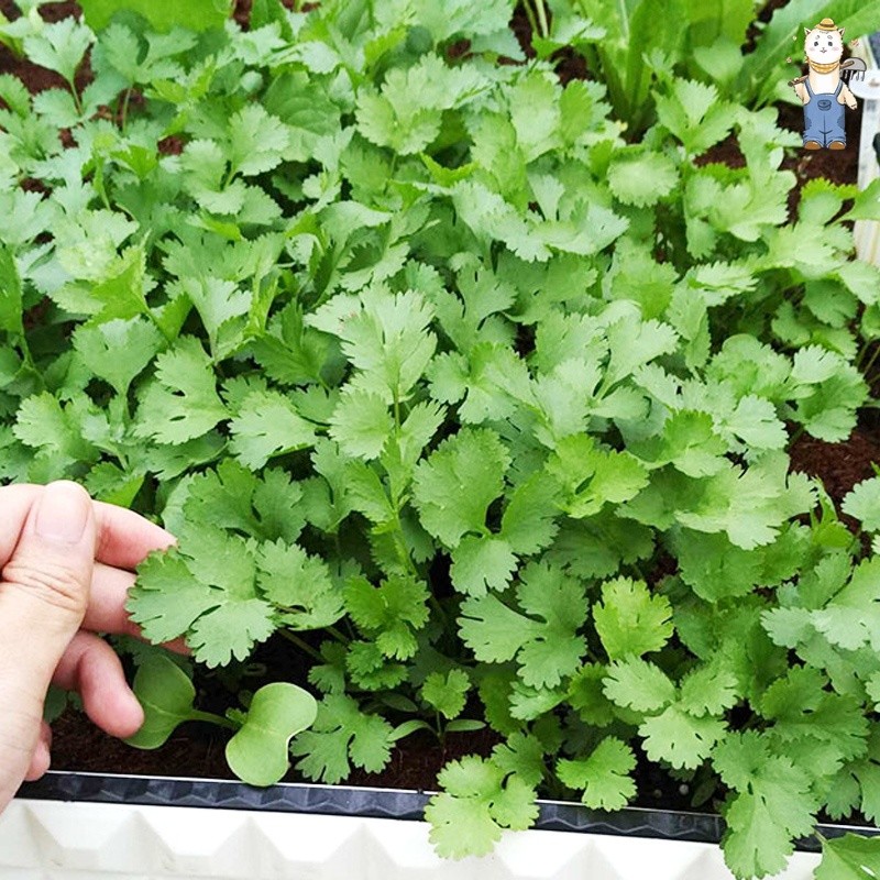 เมล็ดพันธุ์ เมล็ดผักชี 100 เมล็ด ปลูกได้ตลอดปี เมล็ดงอกสูง ปลูกง่าย Coriander Seeds Organic Vegetabl