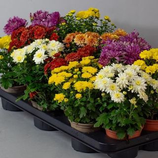 Tanaman Hidup Bunga Krisan Aster Satuan 'Crysanthemum' Sudah Berbunga Kios Bunga Galaxy - Tanaman Krisan Fiji / Jimla / Aster Spray / Nismara / Pompom