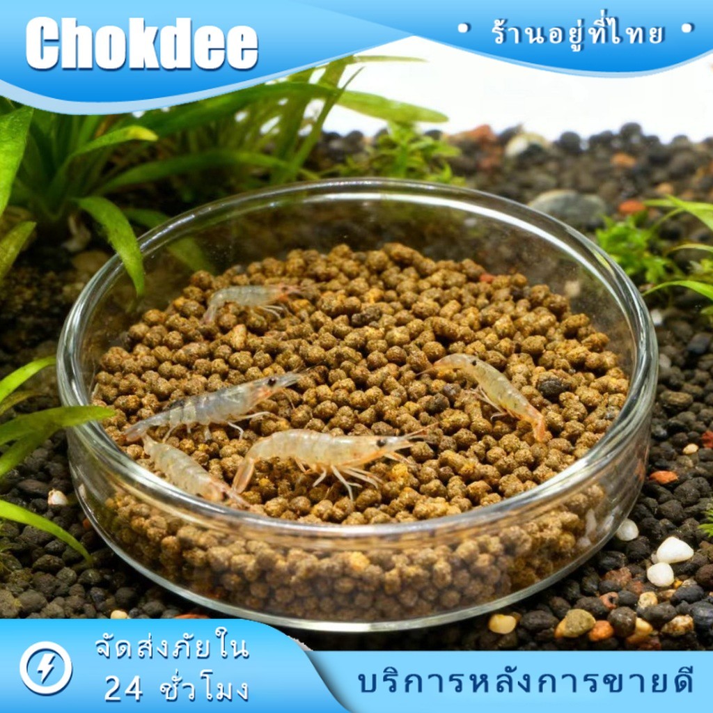 จานกุ้งเลี้ยงในตู้ปลา 8.5CM ถาดให้อาหารกุ้ง วัสดุอะคริลิคโปร่งใส Glass feeder อุปกรณ์เสริมสําหรับตู้ปลา