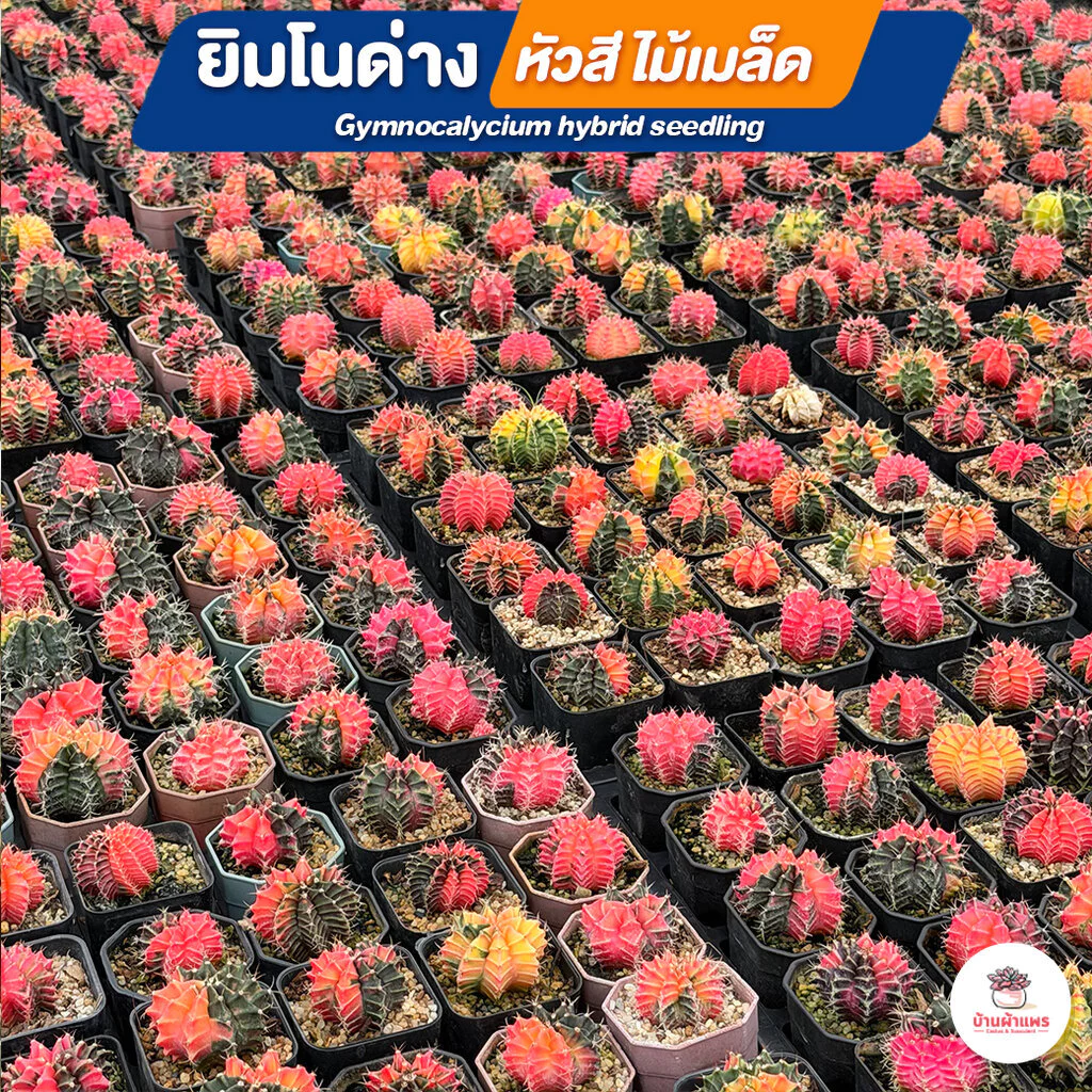 ยิมโนด่างหัวสี ไม้เมล็ด Gymnocalycium hybrid seedling แคคตัส กระบองเพชร cactus&succulent