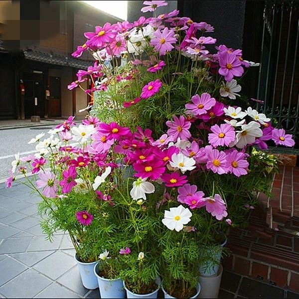 LHK 100 เมล็ดผสมสี Cosmos เมล็ดบอนไซ Cosmos สูงผสมสวนดอกไม้สี Cosmos เมล็ดบอนไซ