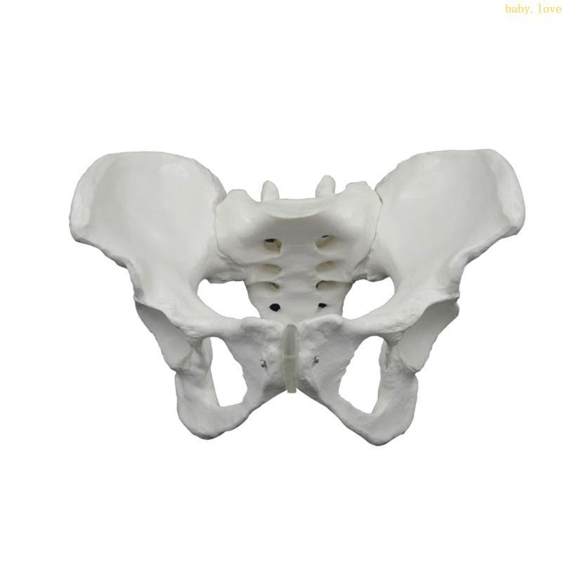 BLove* Anatomical Female Pelvis Model Life Size Female Pelvis Bone for Clinical Setting