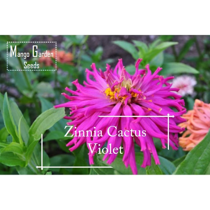 Violet Cactus Cut Flower Zinnia Seeds - 100 เมล็ด *กระถางที่เป็นมิตร* Tanam Pasu, Benih Bunga Zinnia